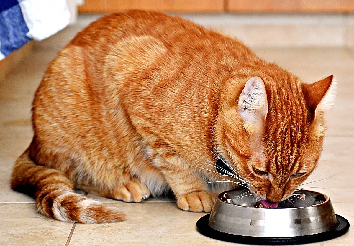 How Often Should Cats Eat Wet Food: Essential Guide