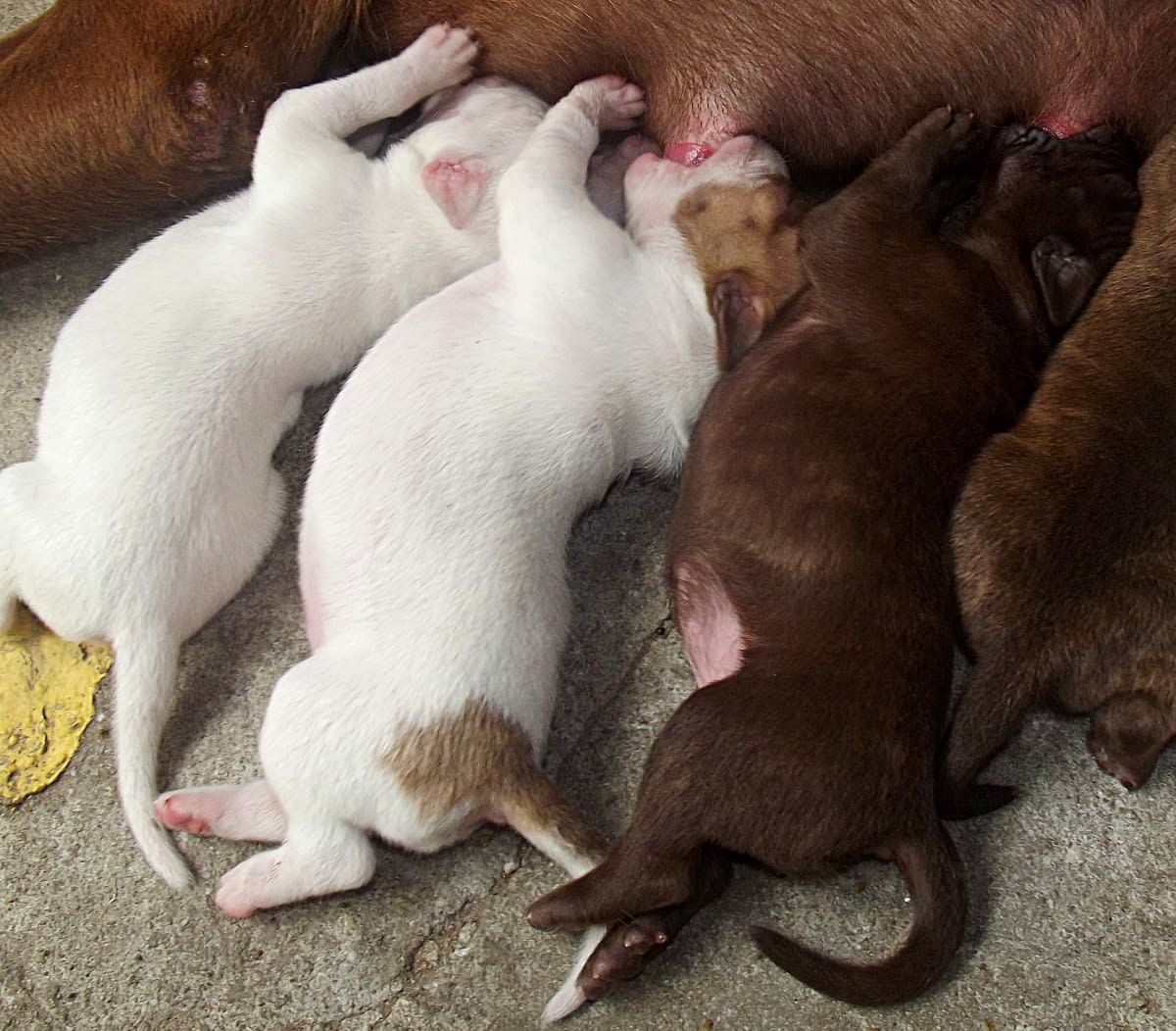 how long do puppies need milk