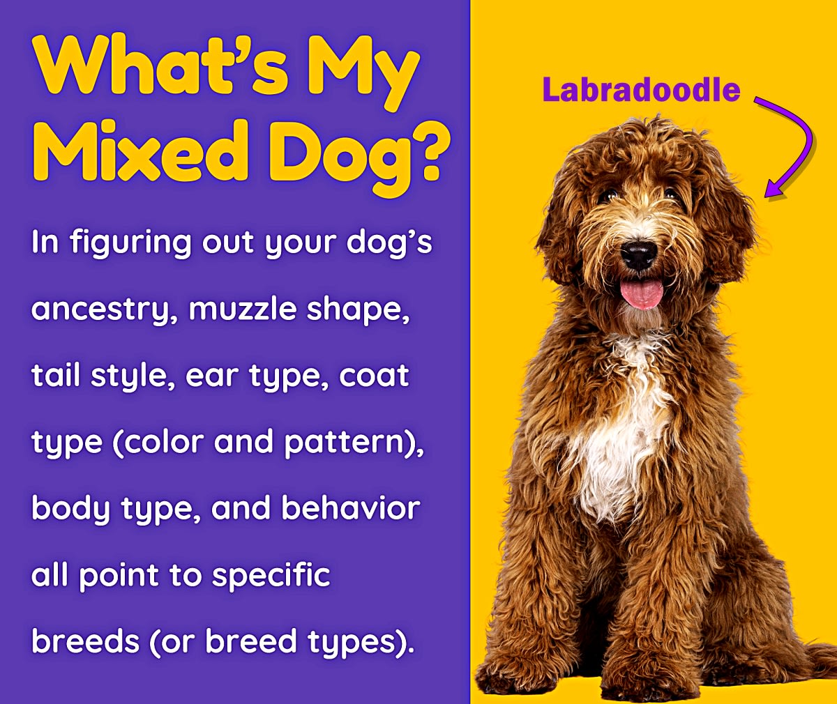 id my dog