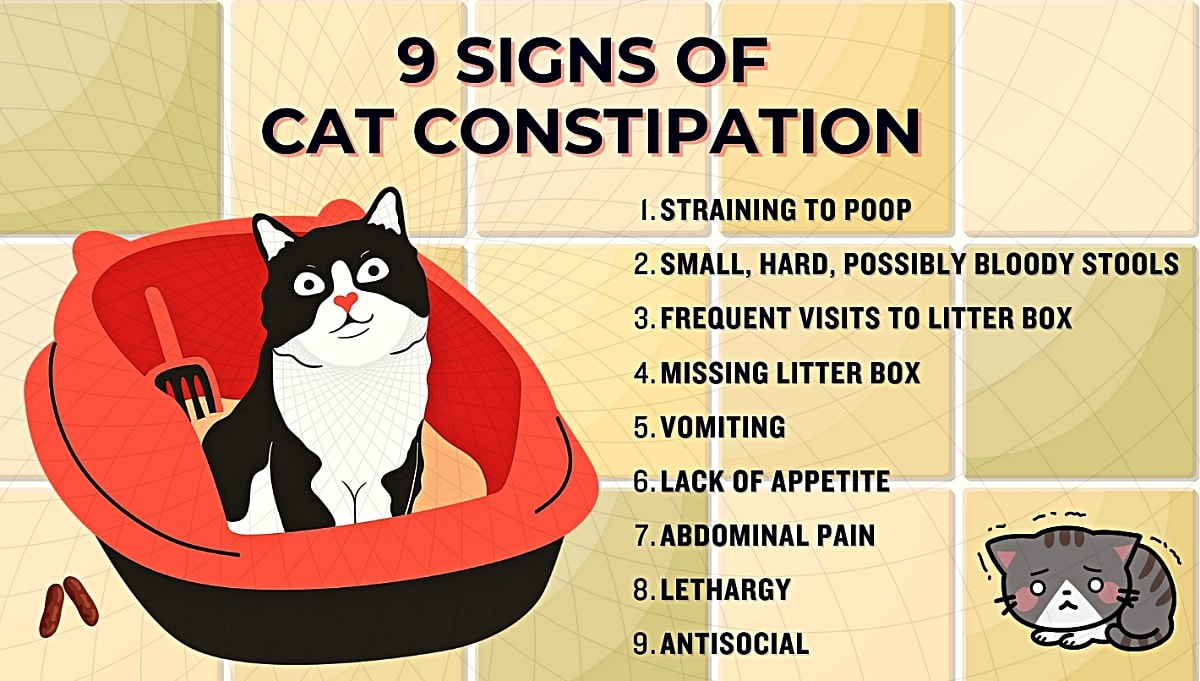 9-signs-of-cat-constipation.jpg