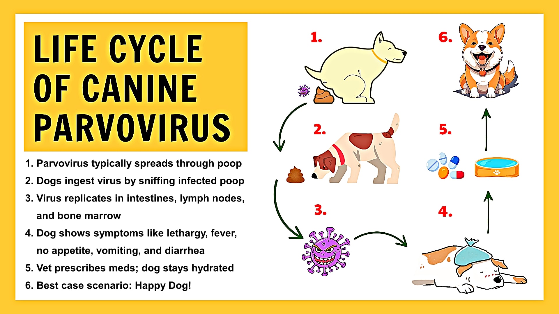 Stool Signs What Happens If A Dog Has Parvo Canine Parvovirus