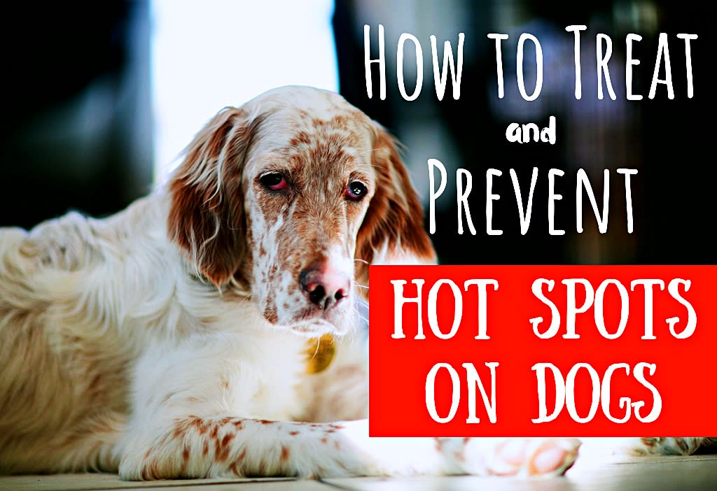 natural remedies for hot spots for dogs