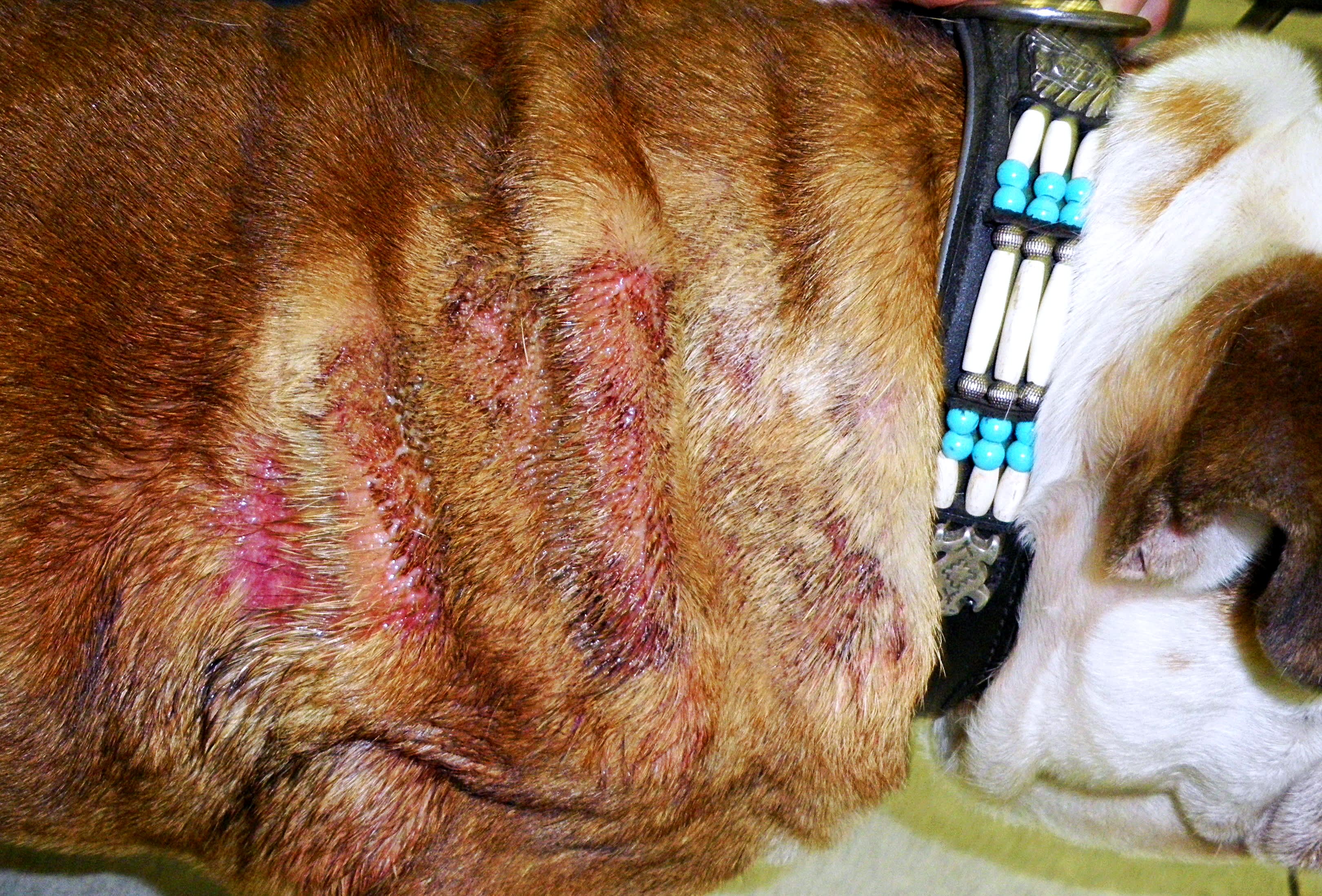 english bulldog hot spots