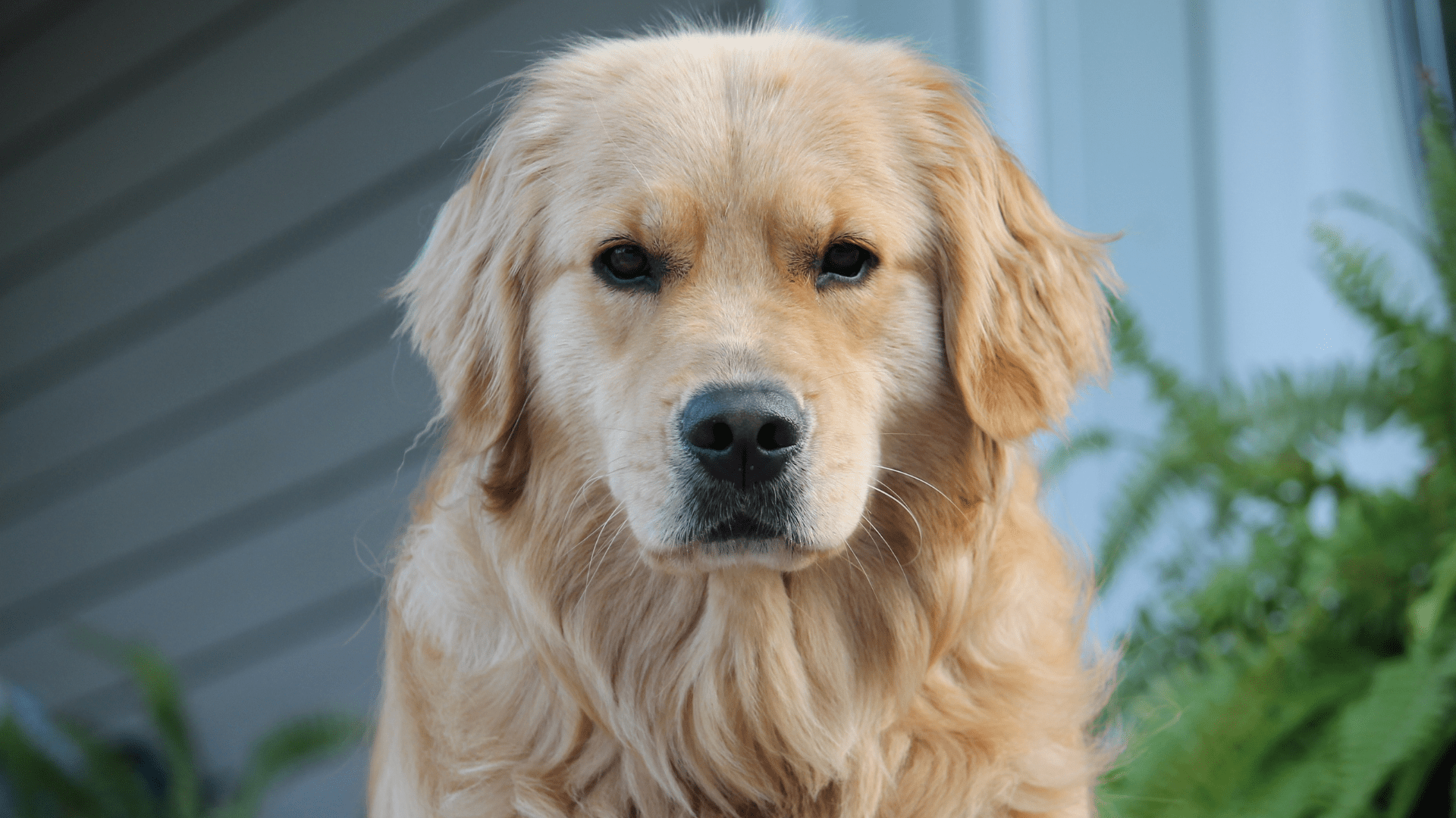 Senior Dog Goes Head-to-Head with Bear Intruder Like It's All Part of the  Job - PetHelpful, image size:1920x1080