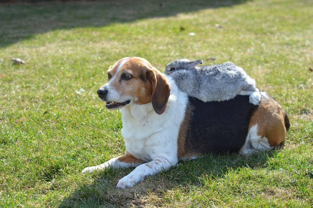 Rabbit’s Attempt To Use Beagle Sibling as ‘Step’ To Get to Her Salad Is ...