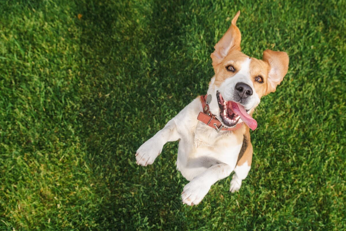 The Puzzling Relationship Between Pet-Keeping and Happiness | Psychology  Today, image size:1200x800