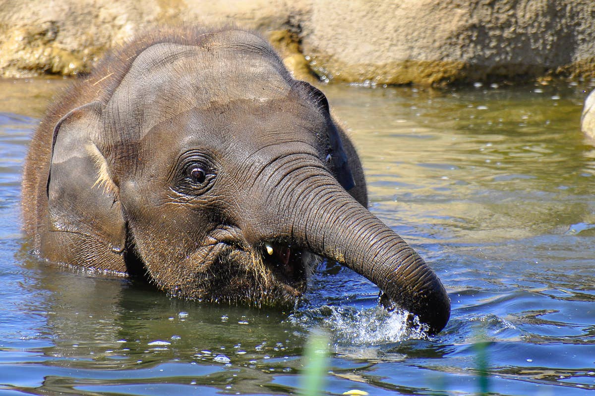 Baby Elephant 'Taking Swim Lessons' at Oregon Zoo Is Stealing Hearts Everywhere - PetHelpful