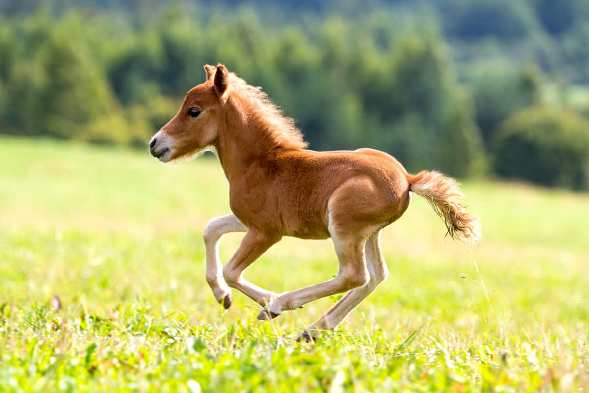 Mini horse/baby horse running in the grass.