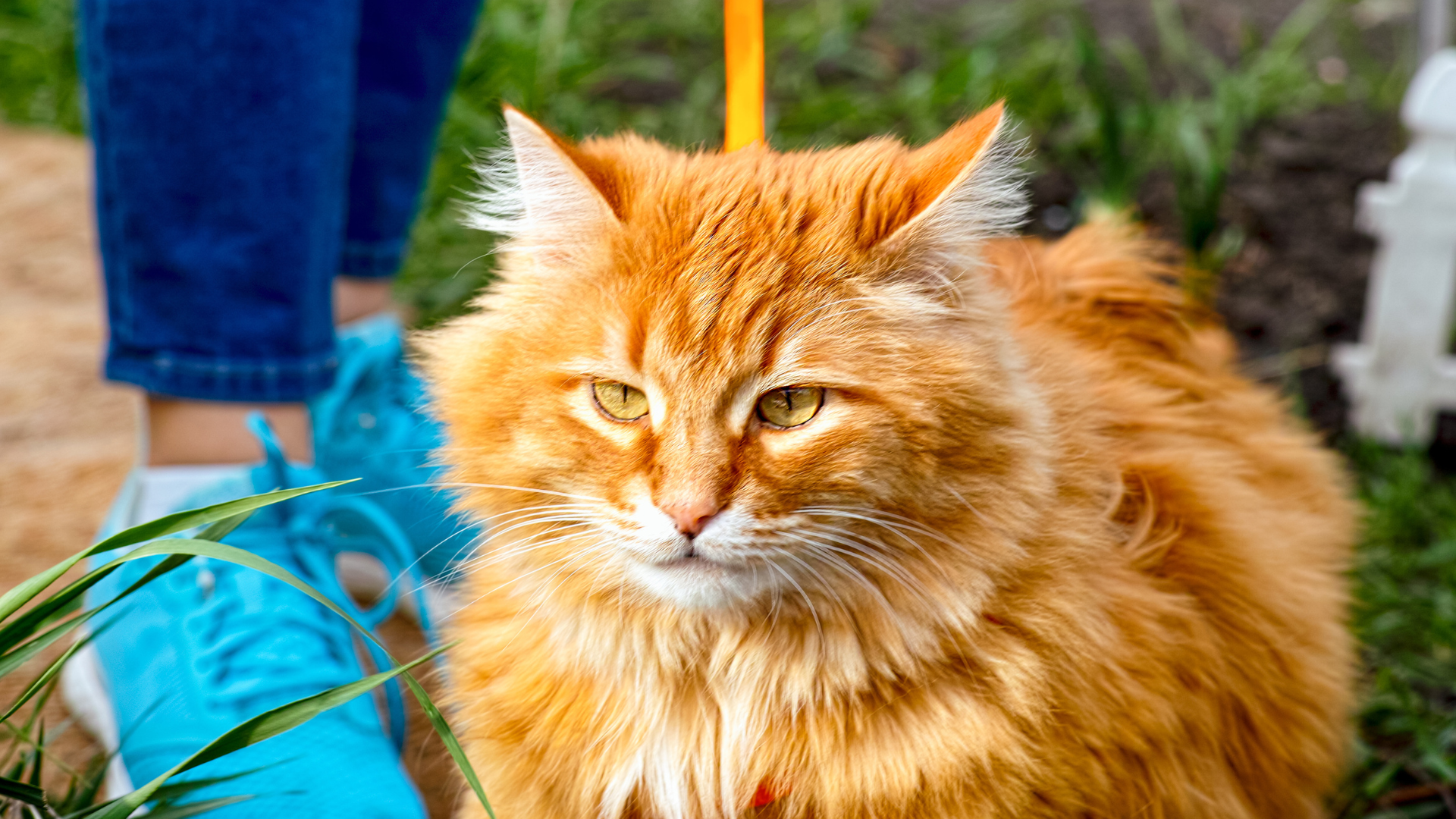 What Cat Breeds Don&39;t Shed: Top Low-Allergen Choices