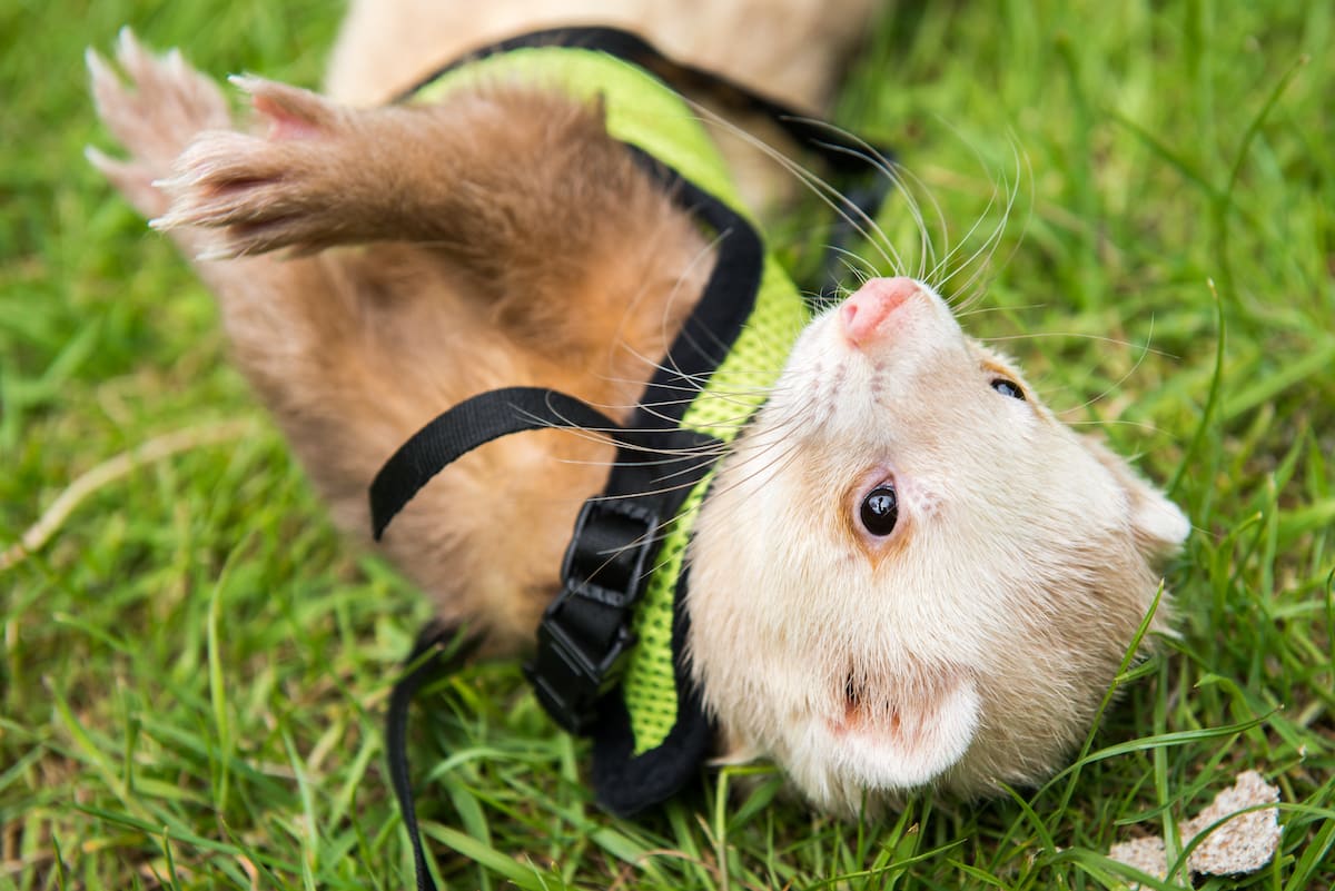 Adorable 'Cinnamon' Ferret Draws Crowd of Fans While Shopping at Local  Craft Store - PetHelpful, image size:1200x801