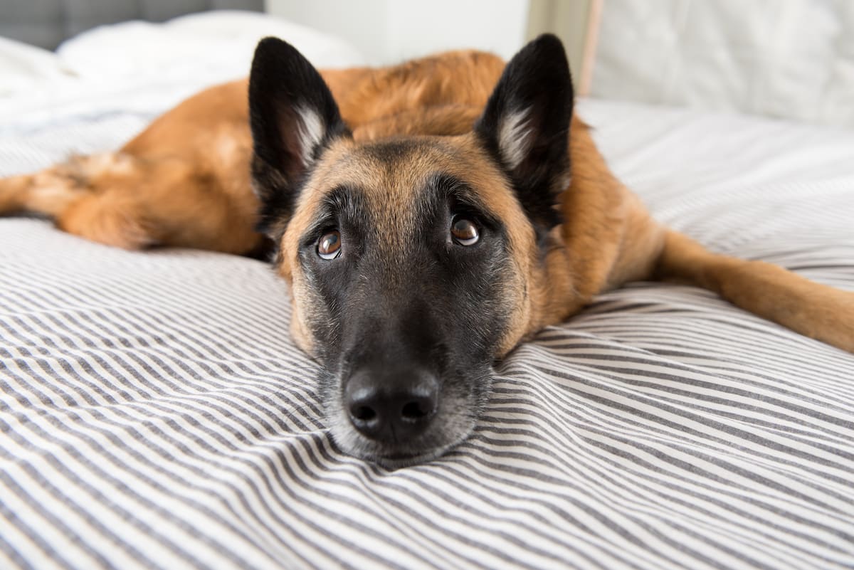 Foster Mom Can't Resist Three-Legged Rescue Dog's Pleas for Midnight  Cuddles - PetHelpful, image size:1200x801