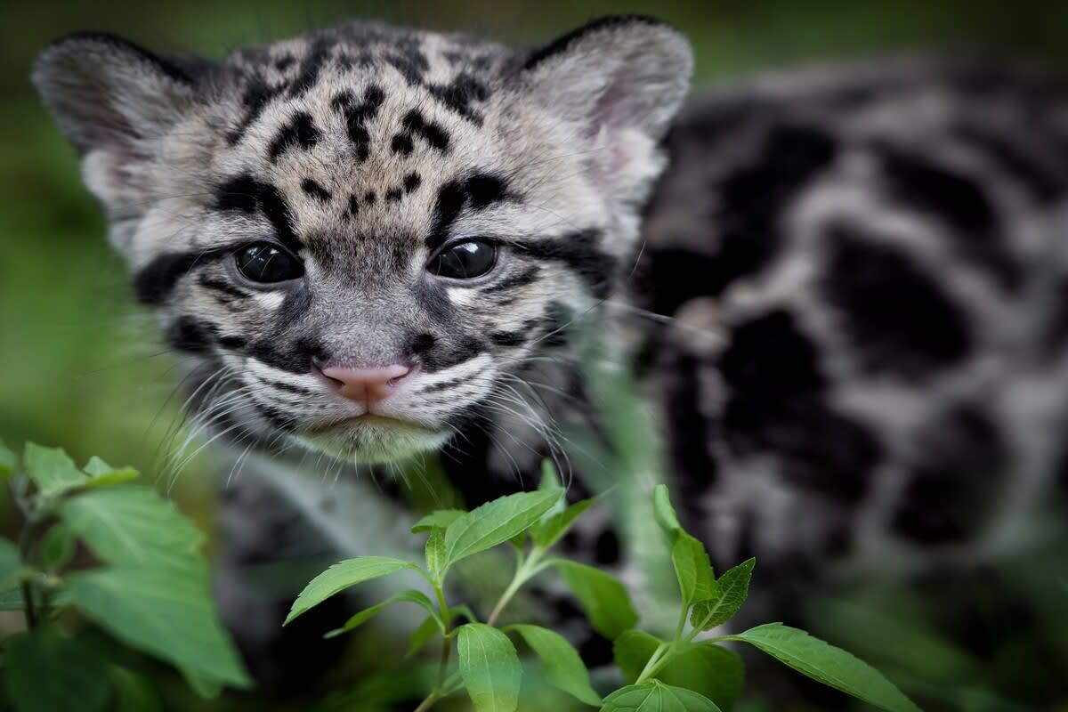 シム・シメール、【THE LITTLE CLOUDED LEOPARD】 Amazon.com: Safari Ltd. Clouded Leopard Figurine - Realistic