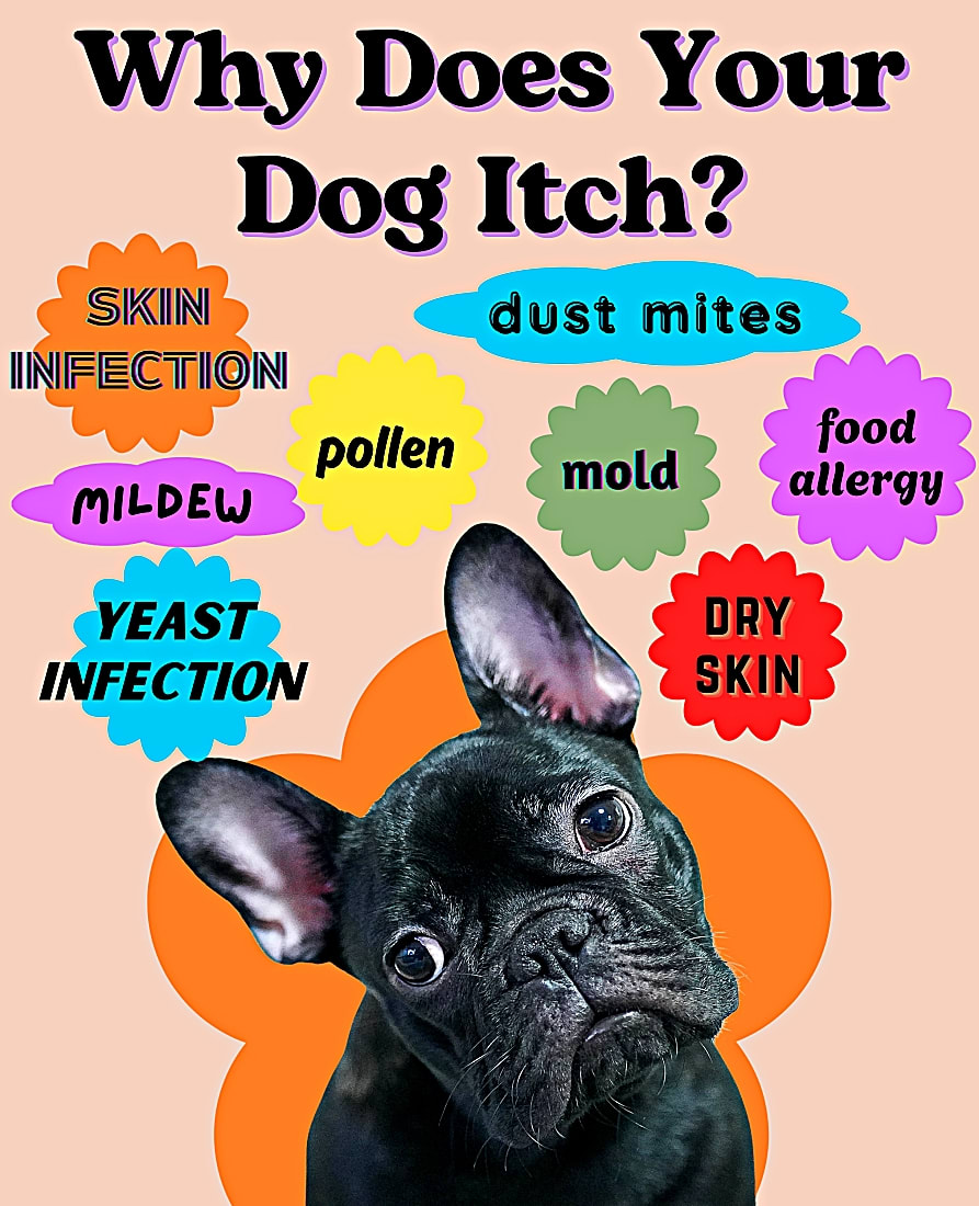 Why is My Dog Itchy After a Bath: Top Causes & Quick Fixes