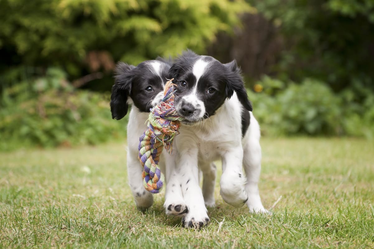 A pair of black and white puppies playing together.