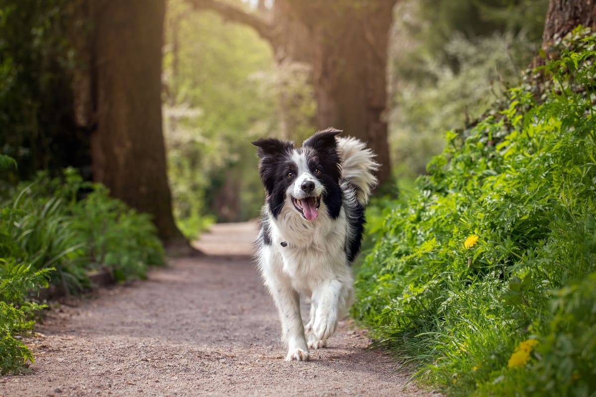 An adorable black and white dog walking in the woods.