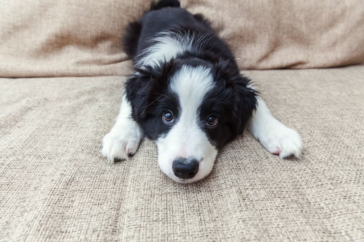A cute black and white dog sitting on a couch.