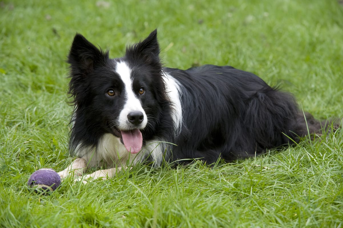 A Border Collie lying in the grass.
