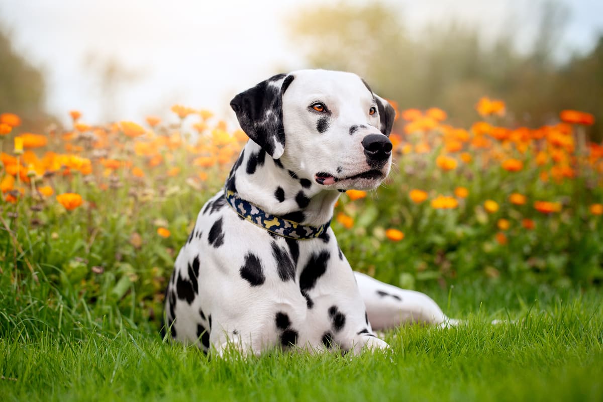 A Dalmatian lying down near orange flowers.