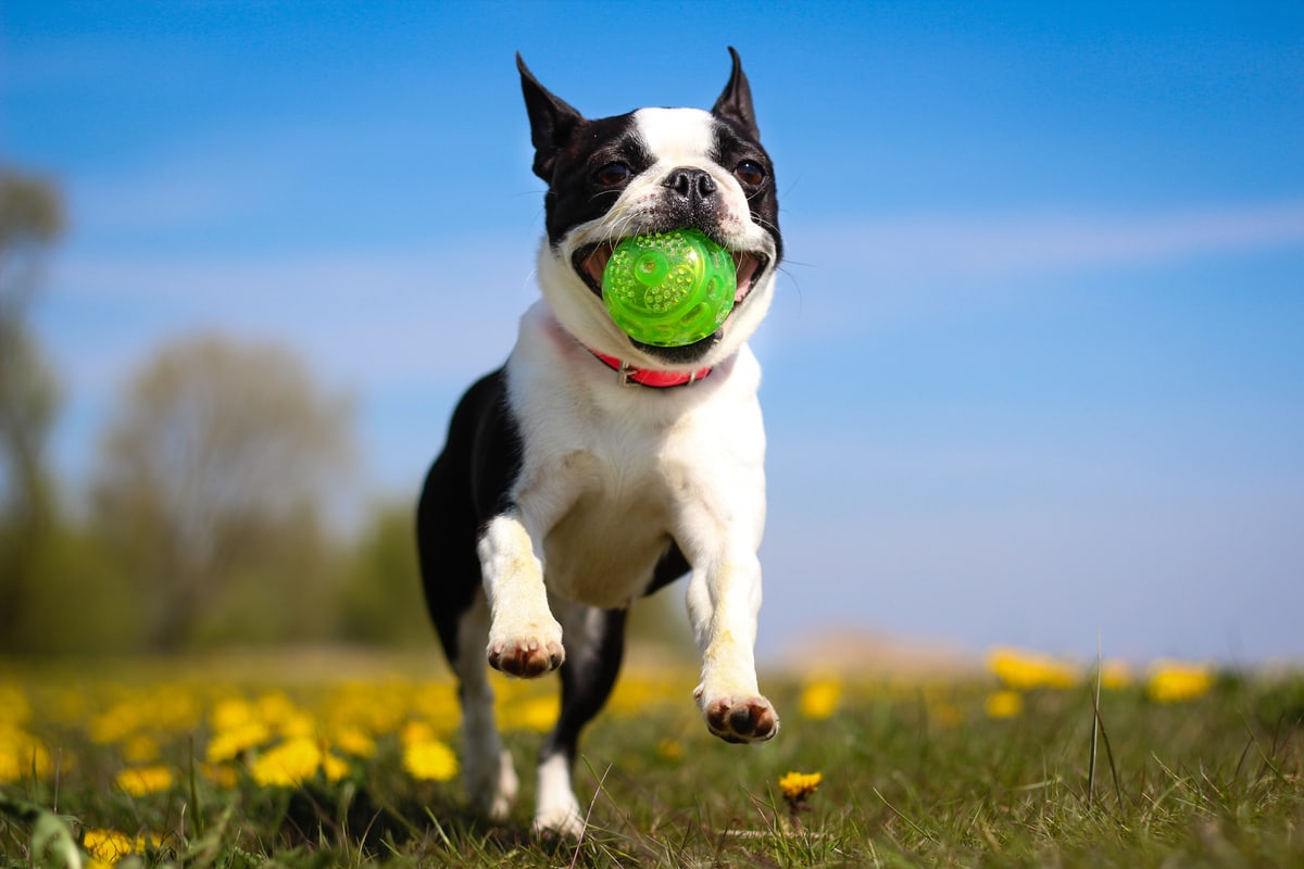 A Boston Terrier running with a ball in its mouth.