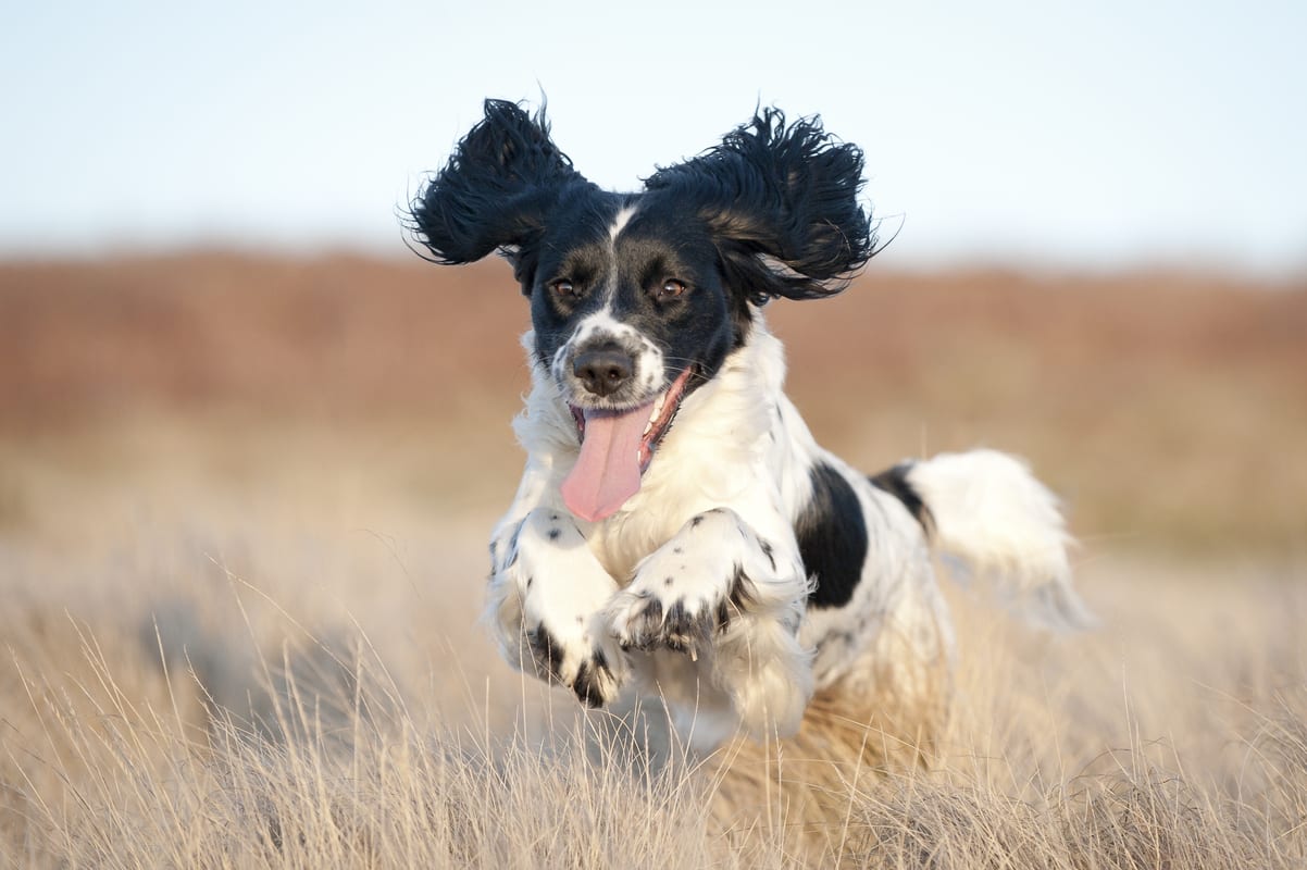A happy Spaniel running free.