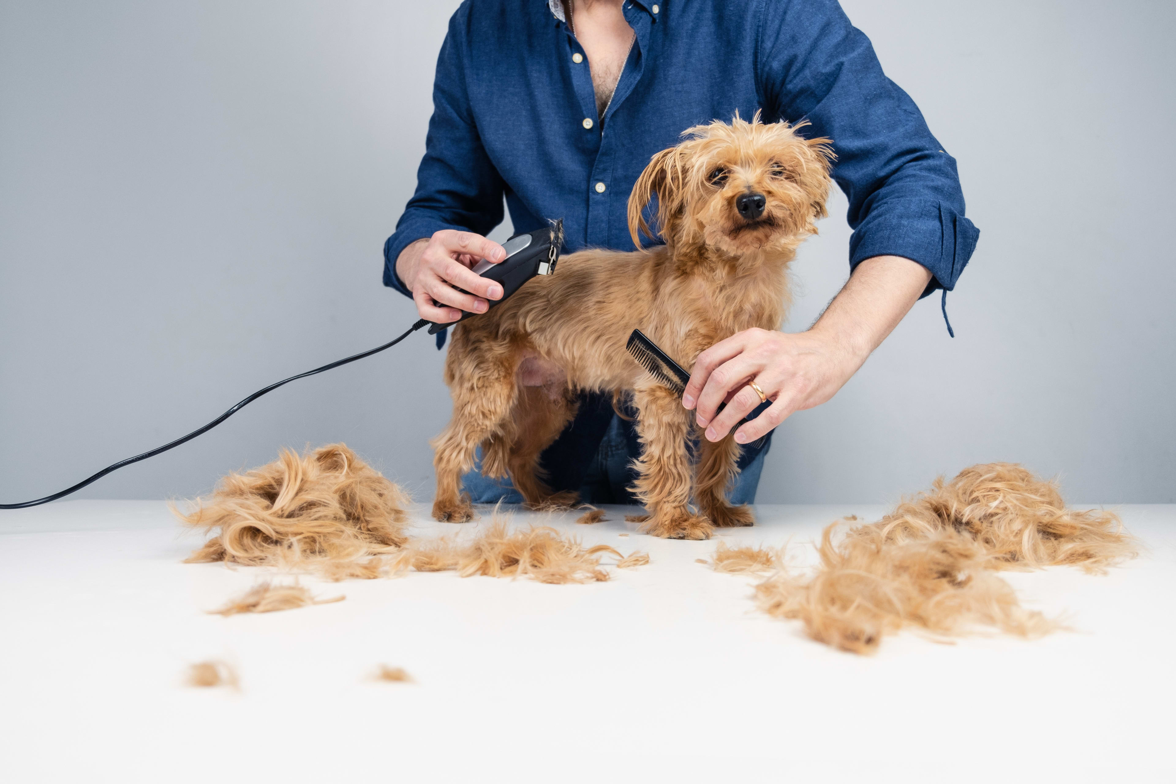 How to Groom My Dog at Home: Expert Tips Unleashed