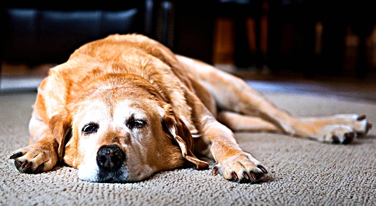 Why Did My Dog Poop on the Bed: Shocking Reasons Explained