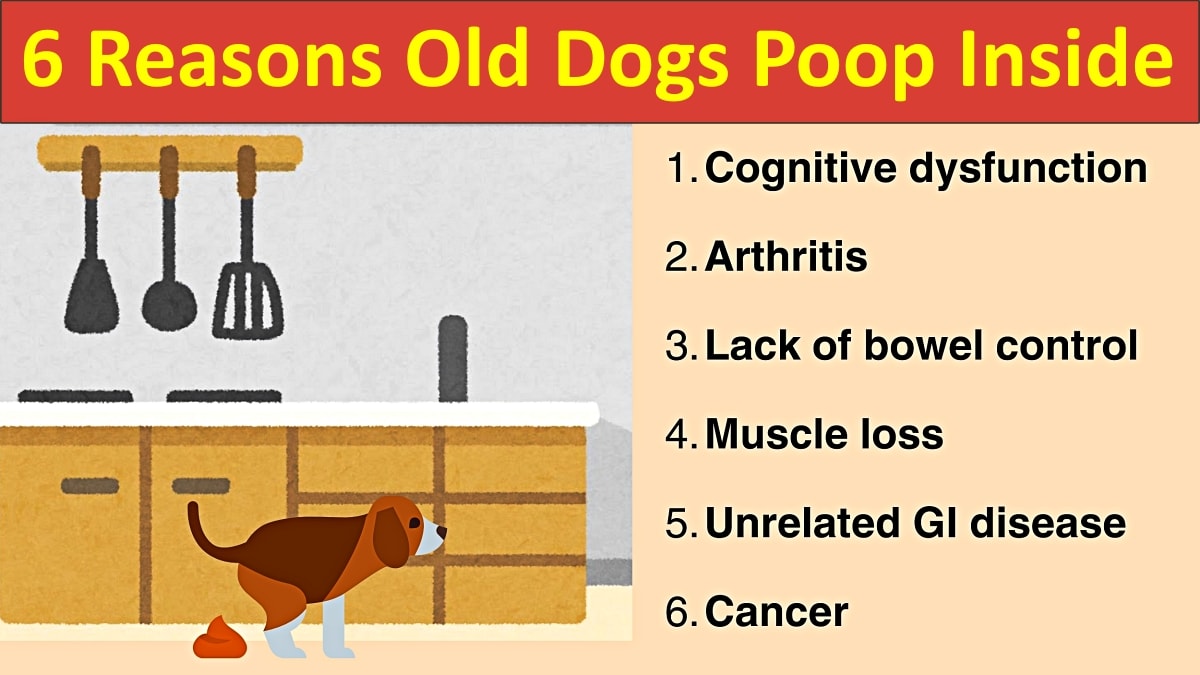 How to Train Dog Not to Poop in House: Easy Steps That Work