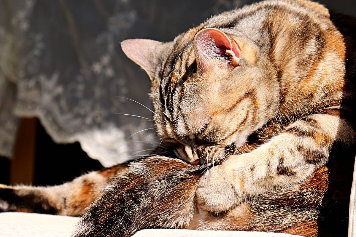 Why Does My Cat Bite Her Legs When Grooms: Surprising Reasons Explained