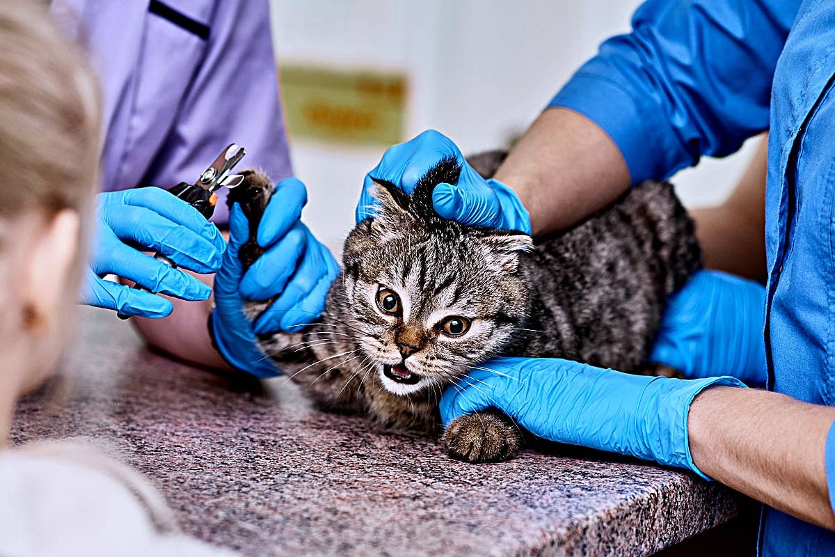 What Do Breeder Cats Act Like: Surprising Traits Revealed