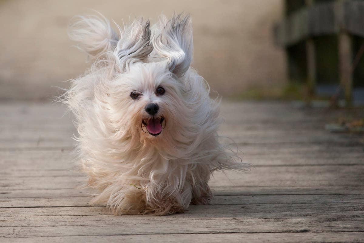 What are Small Dog Breeds: Top Cute and Loyal Companions