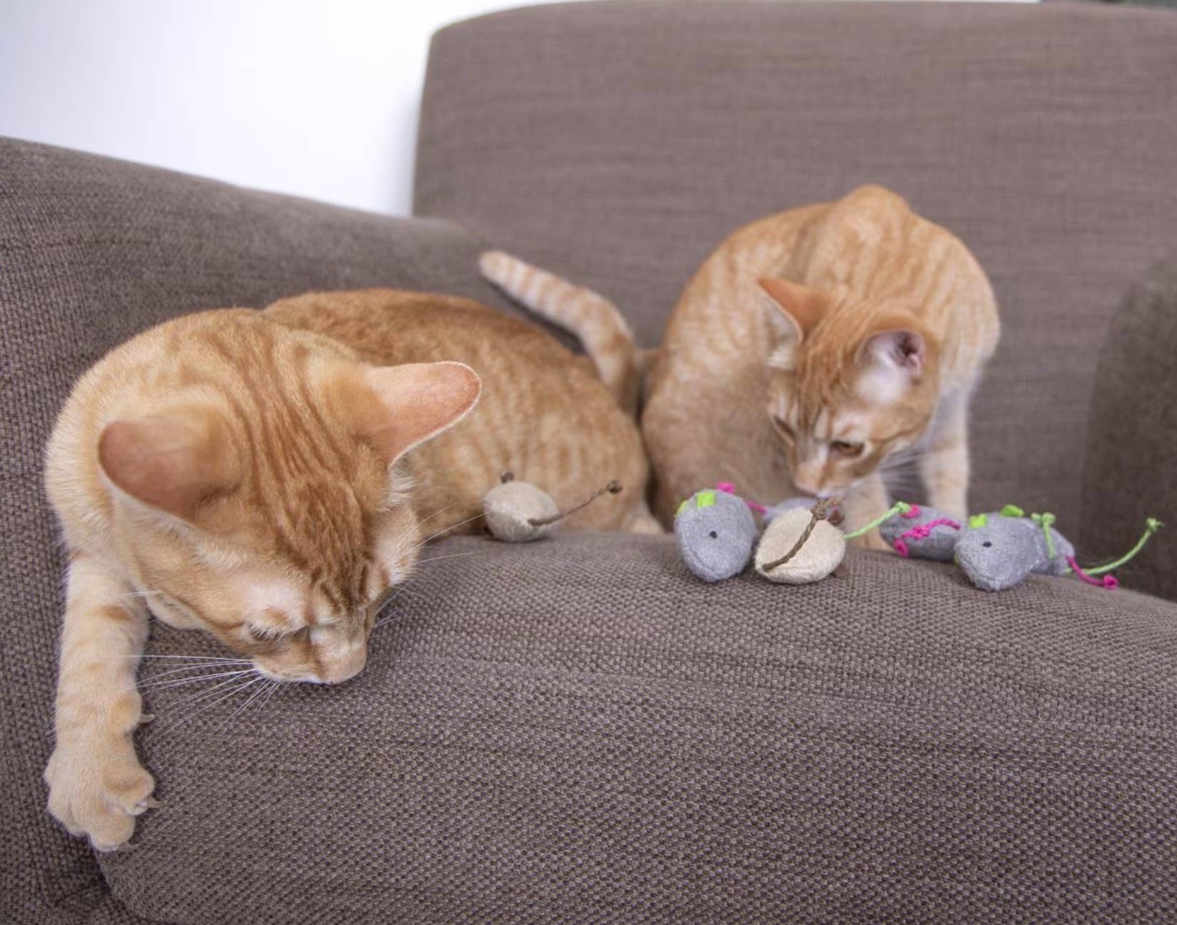 Why Does My Cat Sleep With Her Toy Mouse: Surprising Reasons Explained