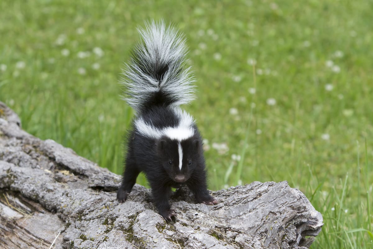 Baby skunk standing with tail up, ready to spray