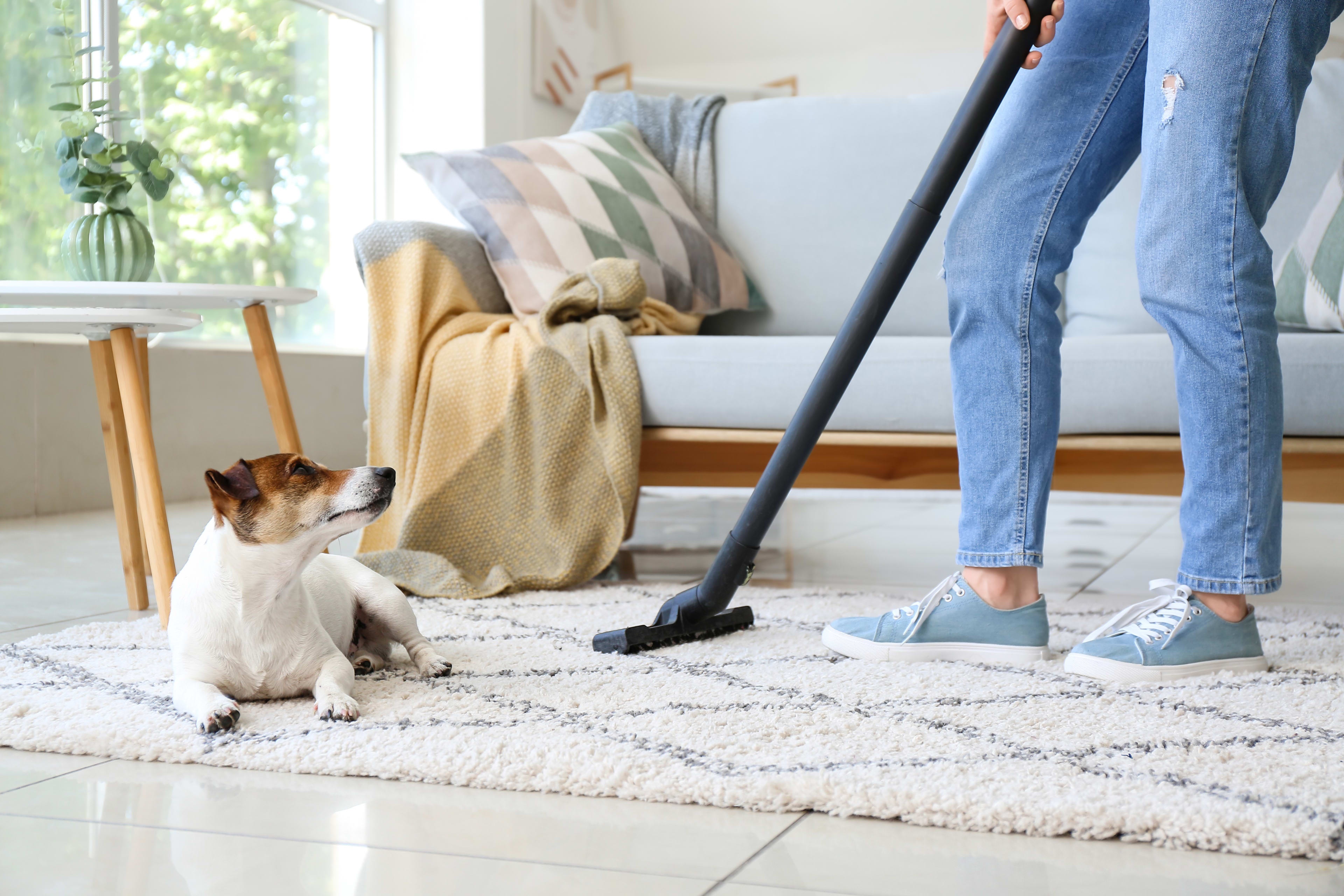 Woman vacuuming carpet with dog supervising