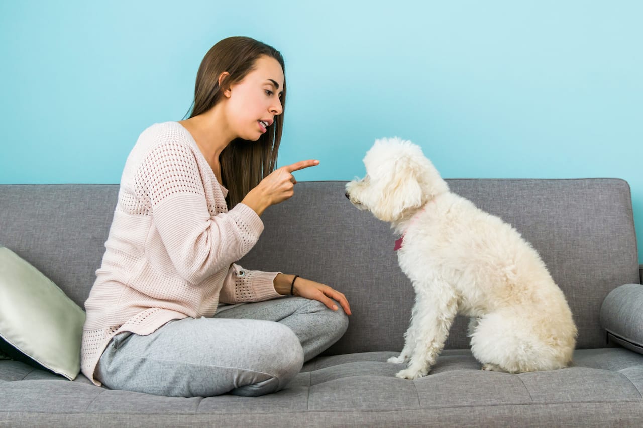 Dog Discipline: Does Hitting a Dog Work? - PetHelpful