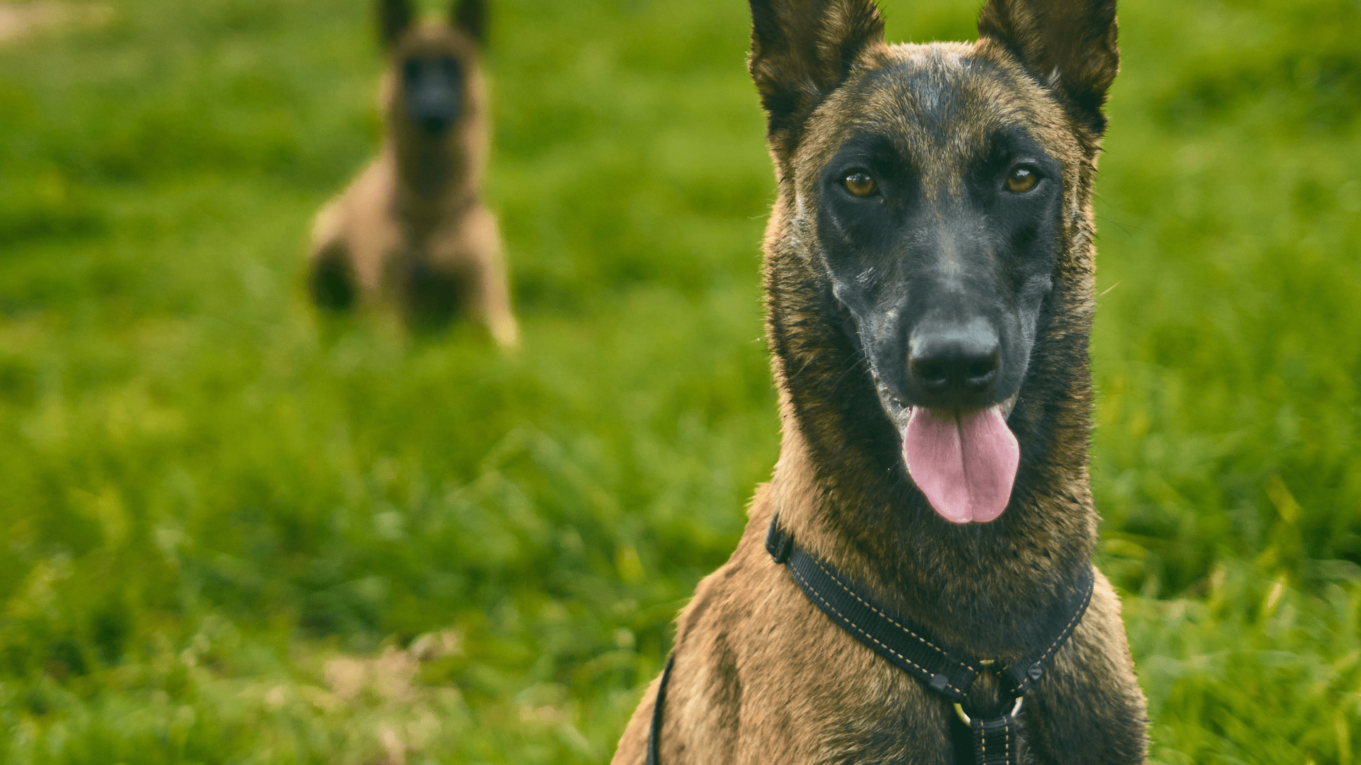 Malinois Comes to Dad's Rescue While He Moves Heavy Hay Bale Around the  Farm - PetHelpful, image size:1920x1080