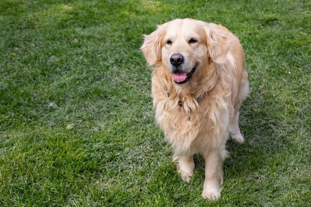 Golden Retriever’s Overjoyed Reaction To Reuniting With ‘Favorite