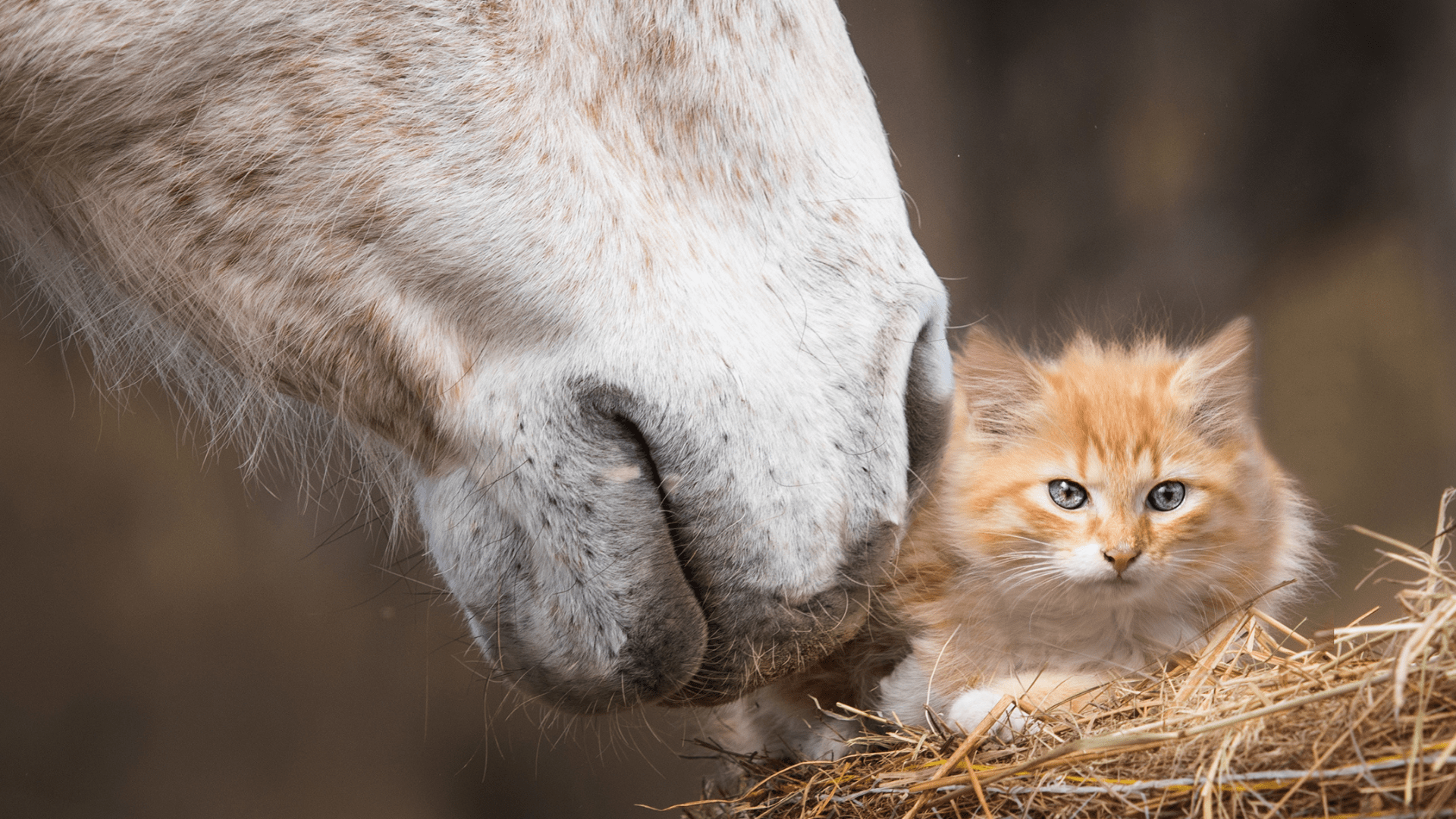 Horse's Sweet Meeting With New Cat Friend Is Full of the Gentlest