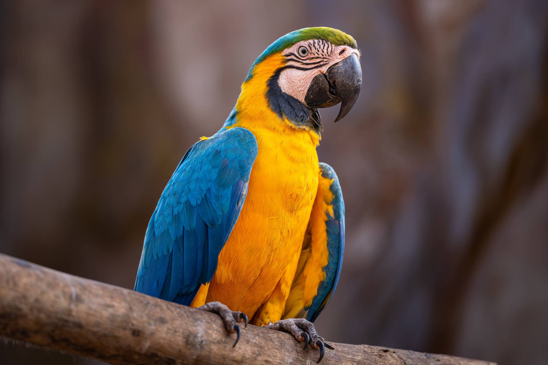Parrot Learning His Colors Is So Cool to Watch - PetHelpful