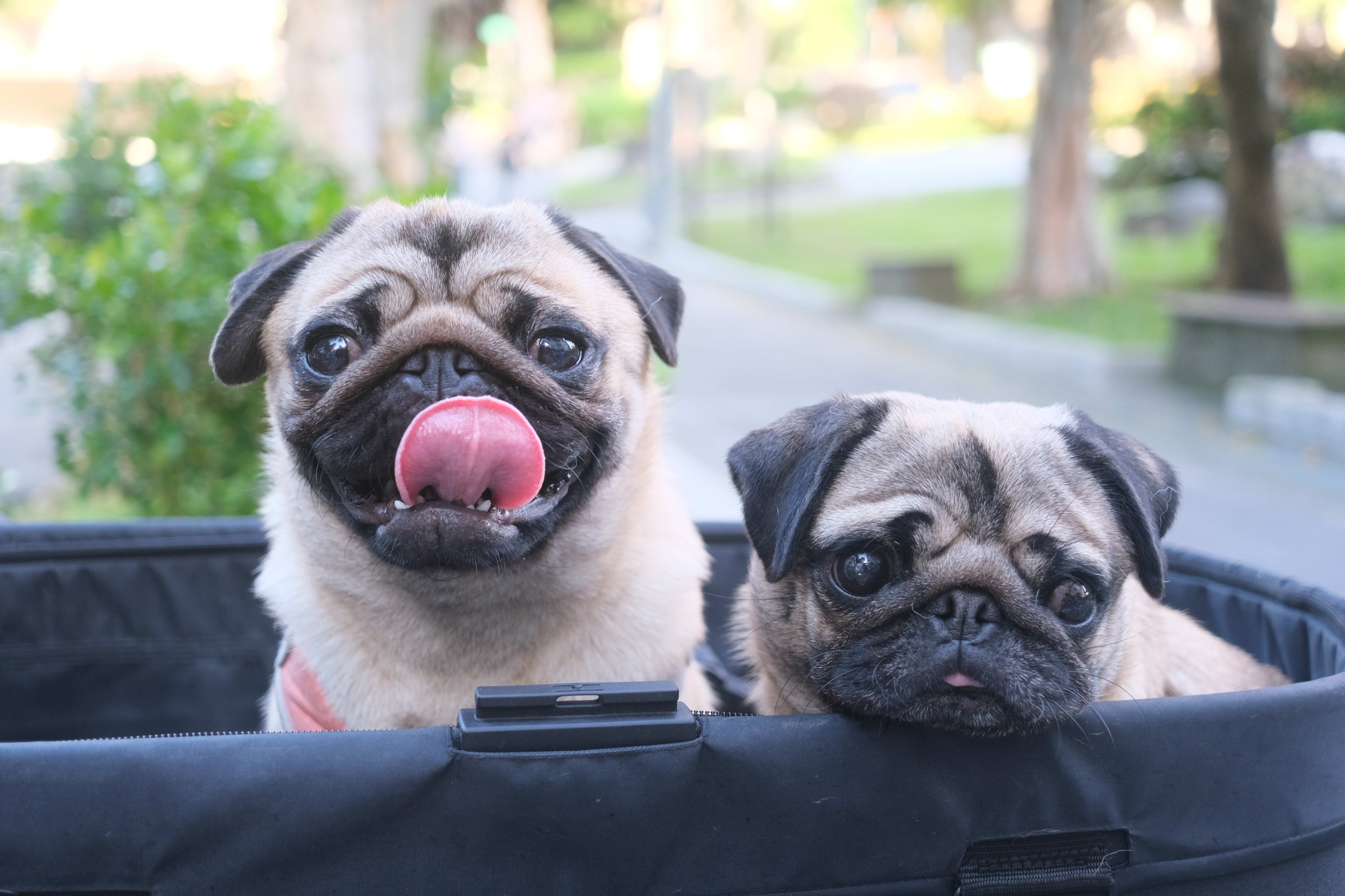 Older Pug Gets a New Puppy Bestie and It Changes Her Life - PetHelpful, image size:3840x2560