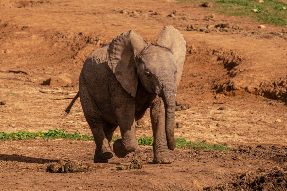 Baby elephant runs through habitat at a zoo