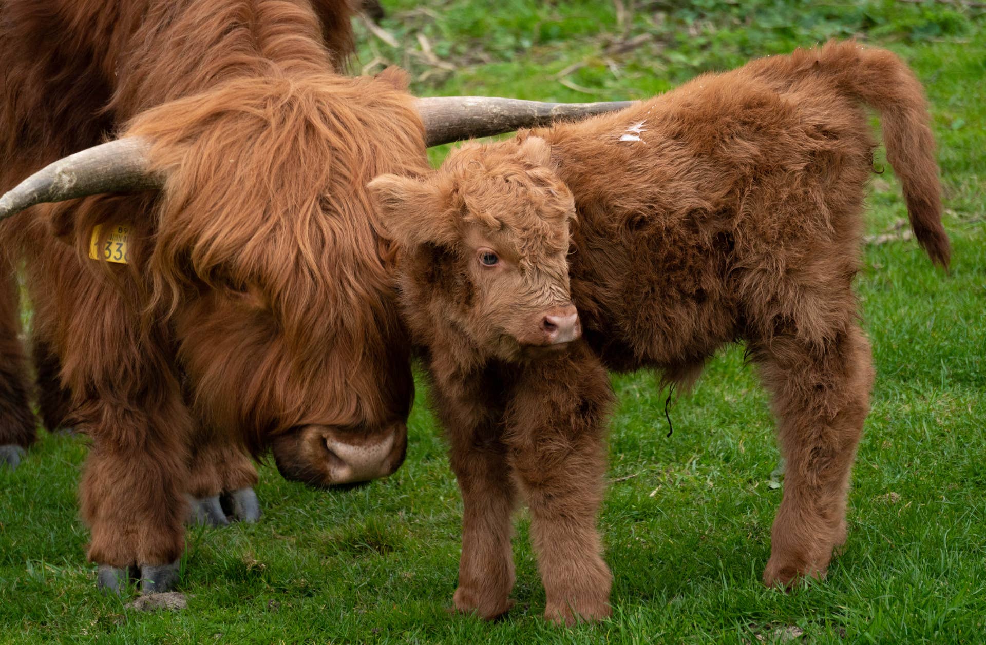 Baby Highland Cow Is So Cute, He Looks Like a Stuffed Animal - PetHelpful