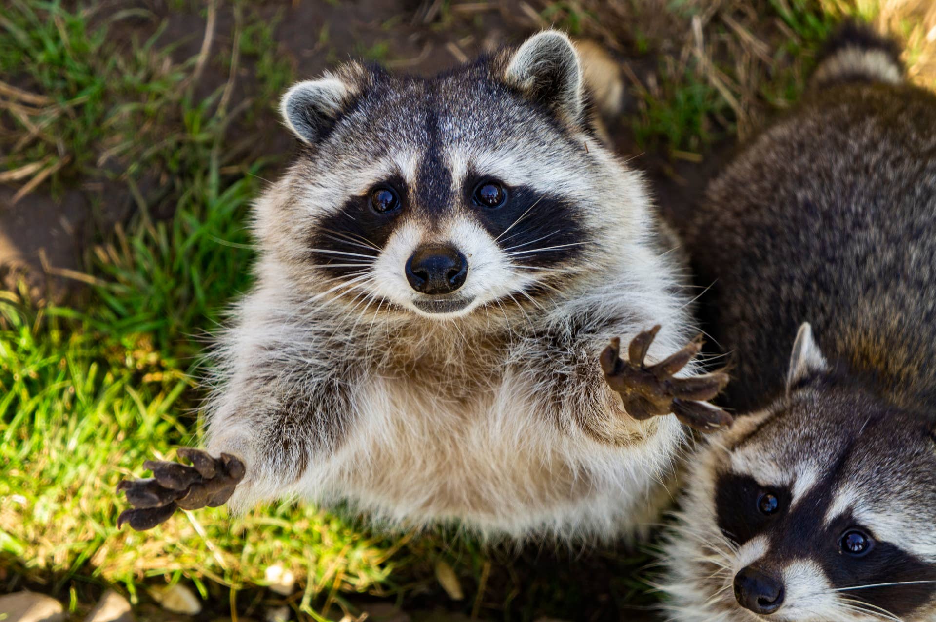 Light Raccoons Research Shows Raccoons Are Trying to Domesticate Themselves - PetHelpful