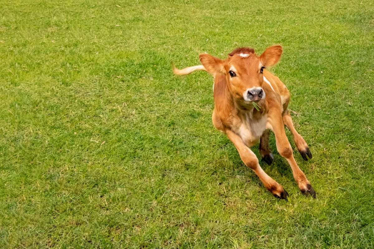 Baby Farm Cows Get the Zoomies and It's the Cutest Thing We've Ever Seen -  PetHelpful