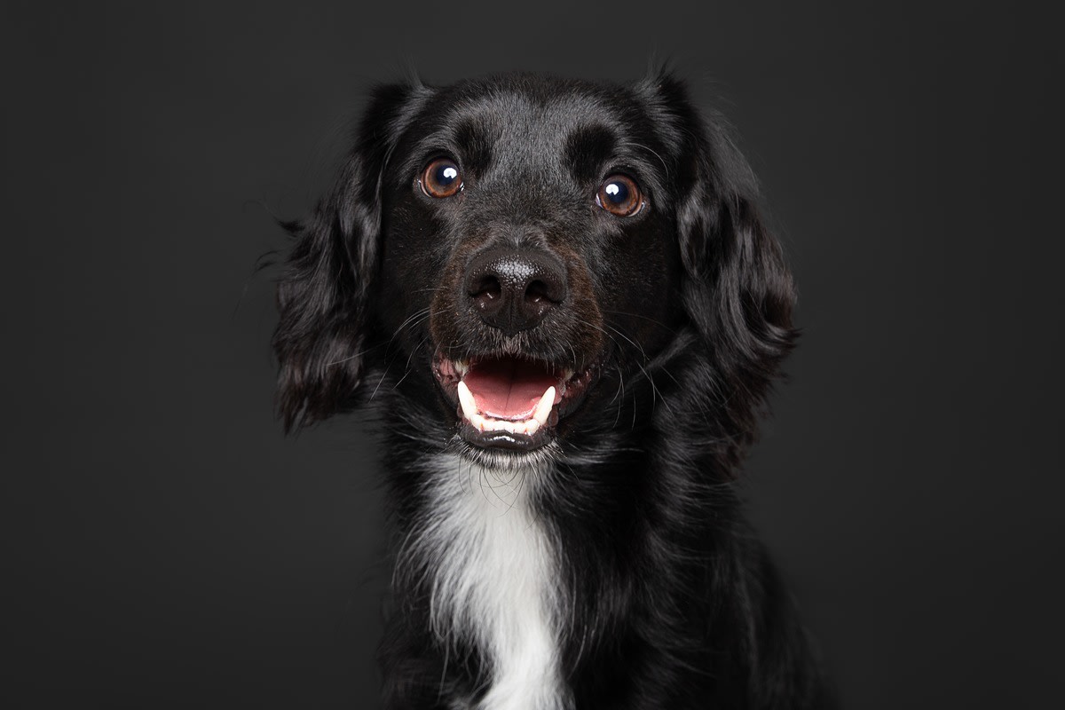 The Best Black and White Dog Names for Your Dual-Toned Pup, image size:1200x800