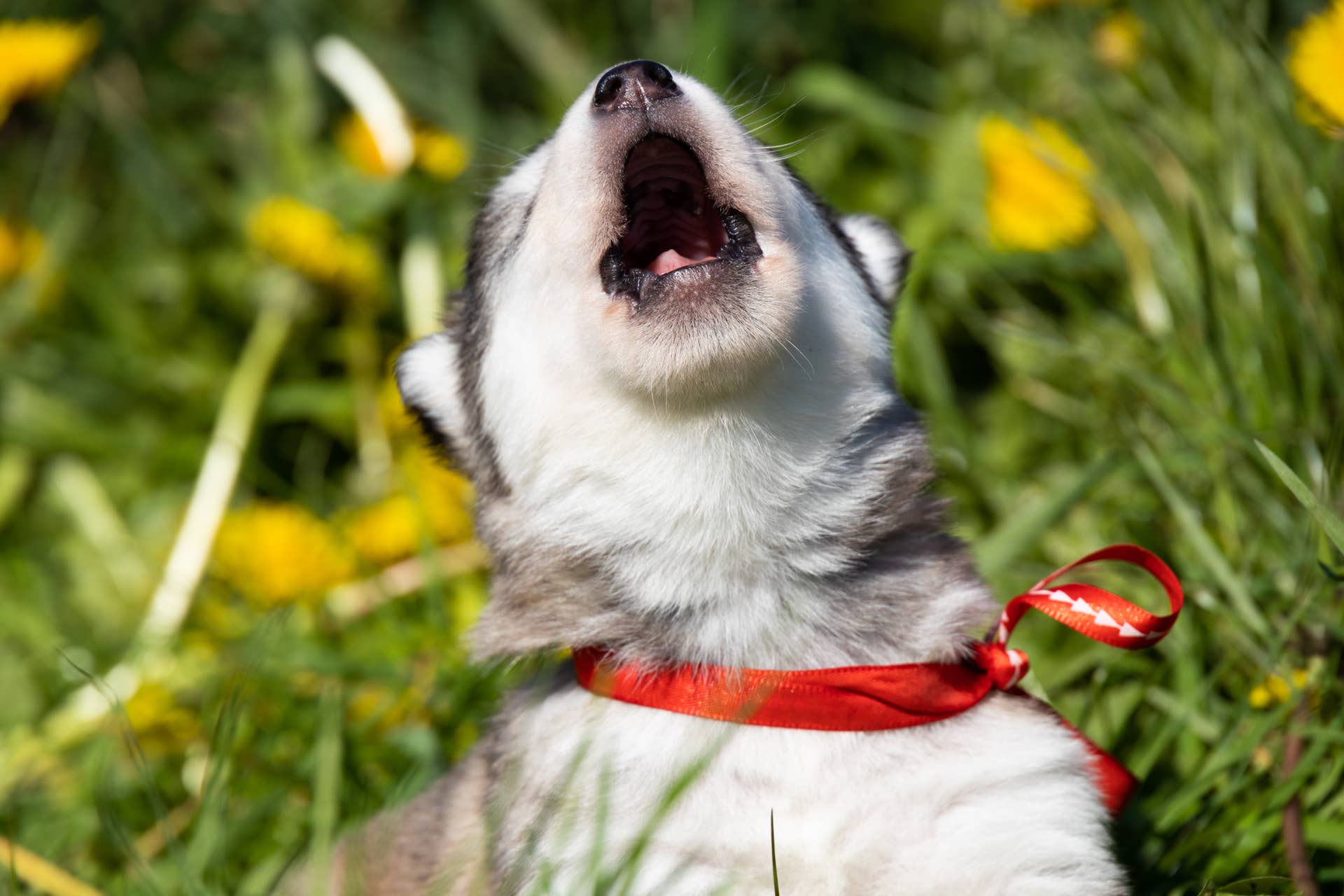 ‘Awoo’ Dog in Red Truck Says Hello to Everyone - PetHelpful