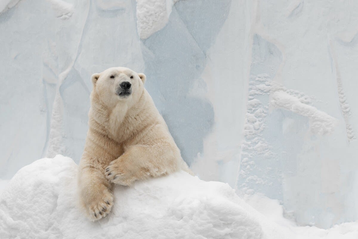 Photographer Captures Shots of Polar Bear Families Playing in the Snow, image size:1200x800