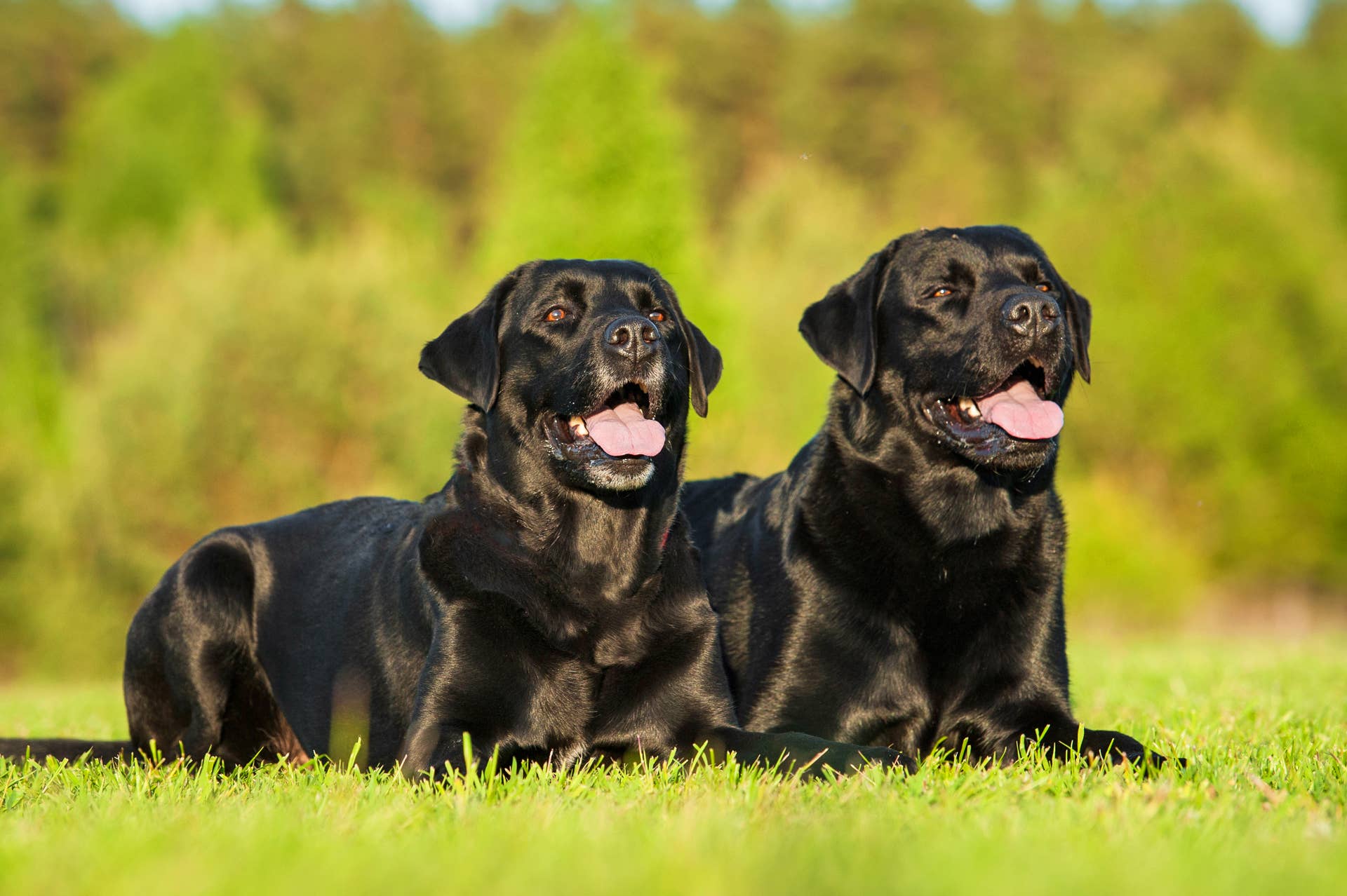 TikTok Clip Shows Labradors Saying Grace Before Eating - PetHelpful