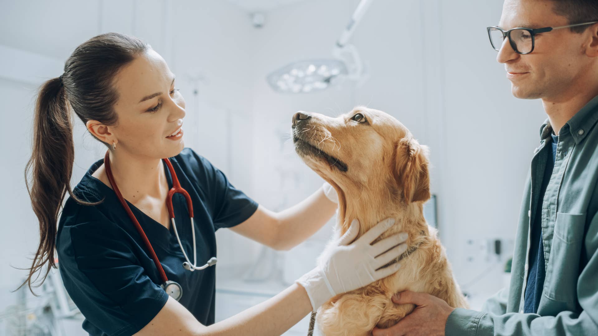 Progressive Pet Insurance Covers Cats and Dogs Nationwide - PetHelpful