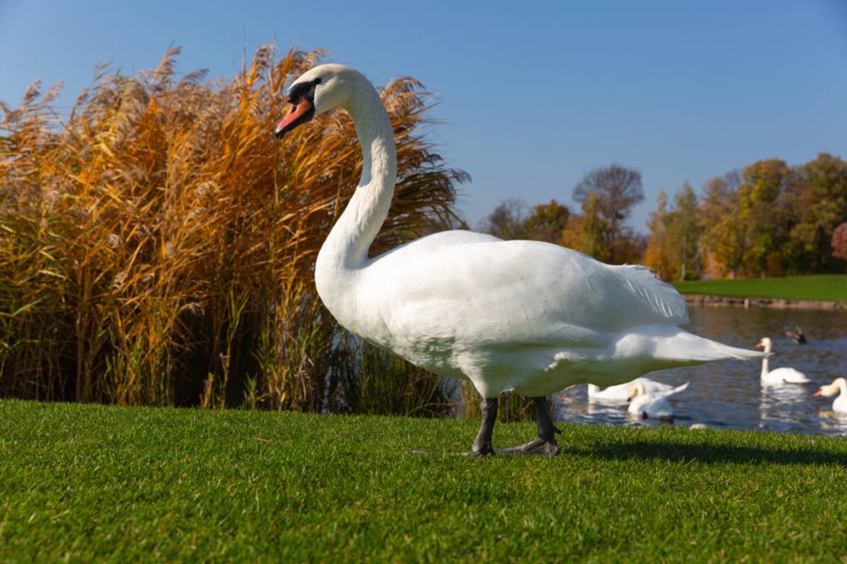 Swan Chases Golfer Around the Course and People Can’t Stop Laughing