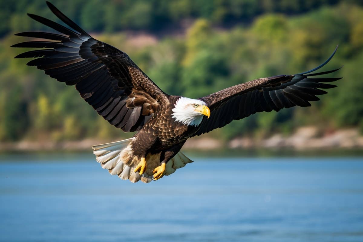 Bald Eagles and Ospreys Are Soaring Back in Pennsylvania